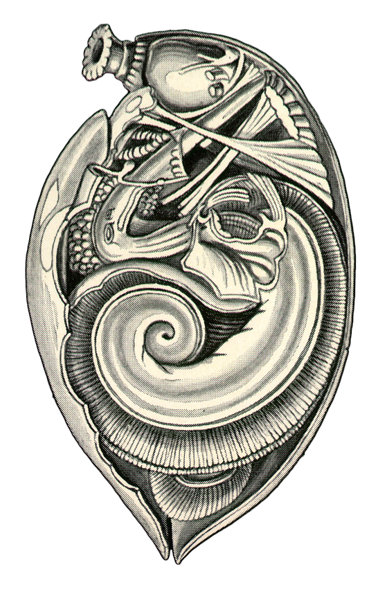 molluscal heart copy.png