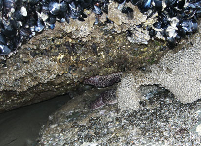 starfishb5