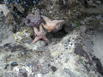 starfishc2
