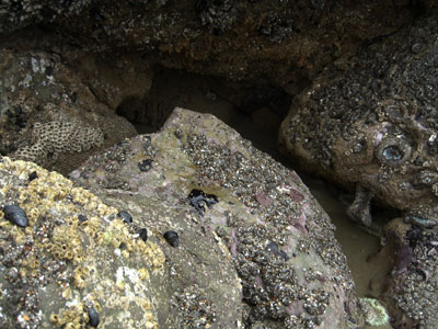 starfishc3