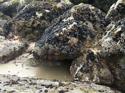 starfishc4