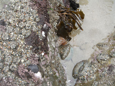 starfishc5