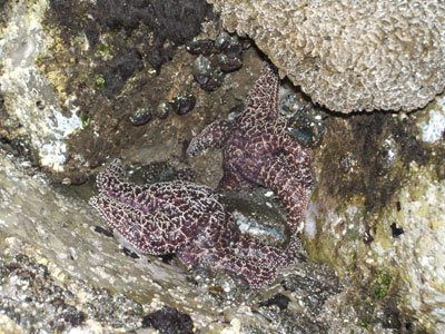 starfishc7