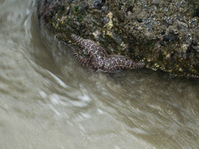 starfishc8