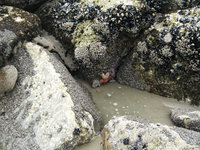 starfishd1