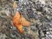 starfishc1