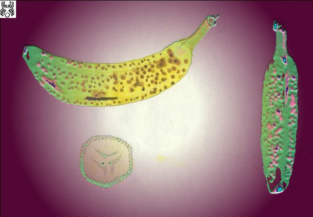 Banana