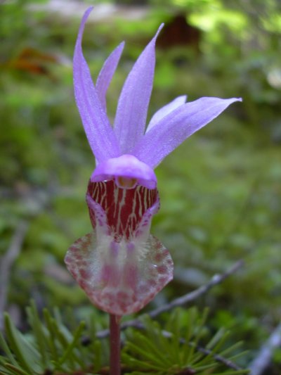 Calypso Flower