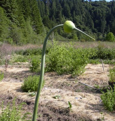 Onion