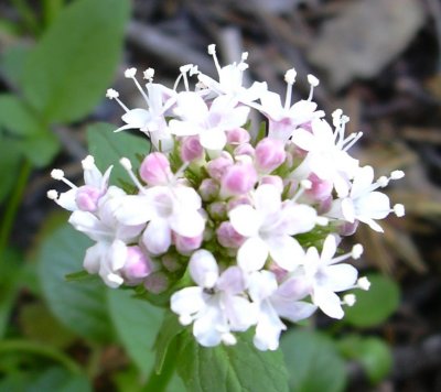 Valerian