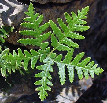 fern