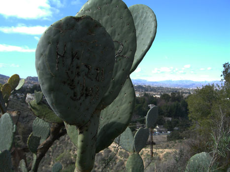 graffiti on cactus